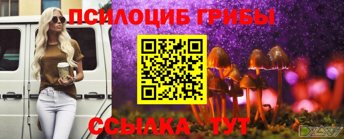 Галлюциногенные грибы Psilocybe Ефремов